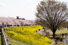 熊谷桜堤