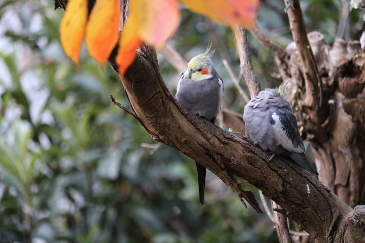 キャンベルタウン野鳥の森