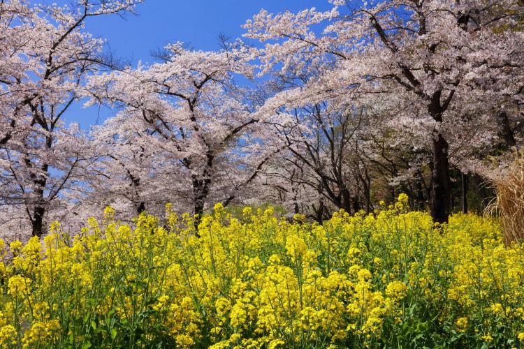 国営武蔵丘陵森林公園