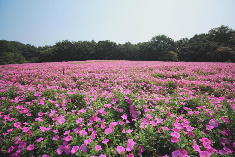 国営武蔵丘陵森林公園