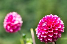 両神山麓花の郷ダリア園