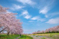 こだま千本桜