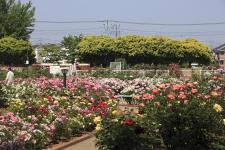 伊奈町のバラ園