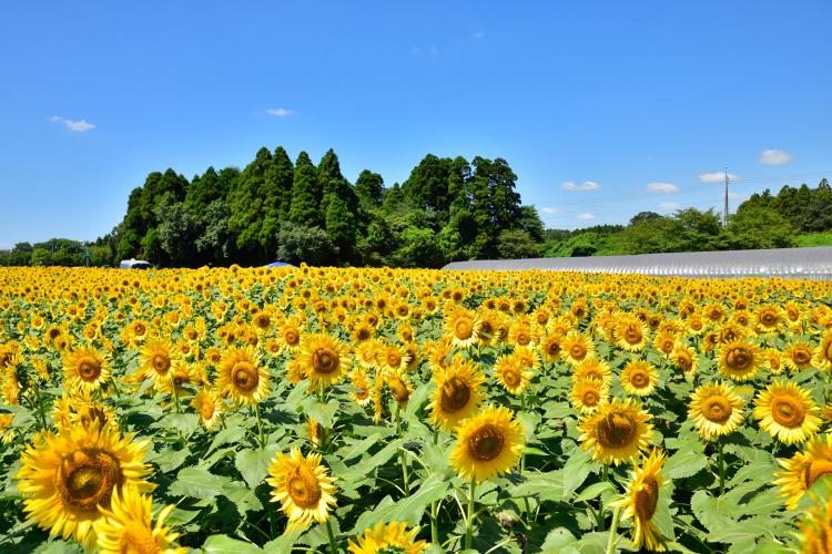 成田ゆめ牧場