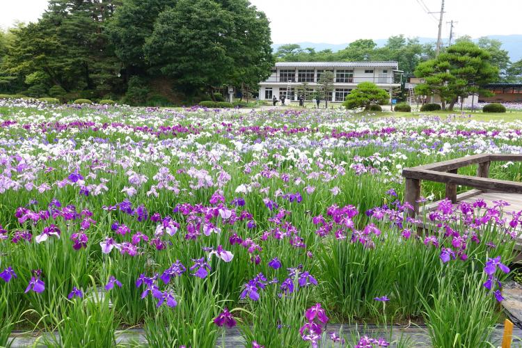 水郷佐原あやめパーク