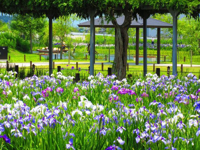 水郷佐原あやめパーク