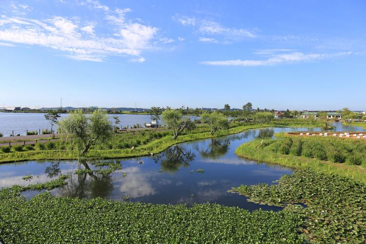 水郷佐原あやめパーク
