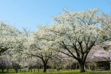 昭和の森公園