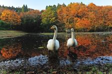 昭和の森公園