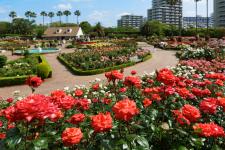 習志野市谷津バラ園