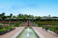習志野市谷津バラ園