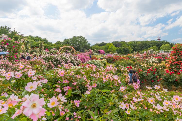 京成バラ園