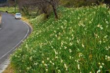 江月水仙ロード