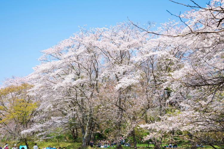 佐倉城(佐倉城址公園)