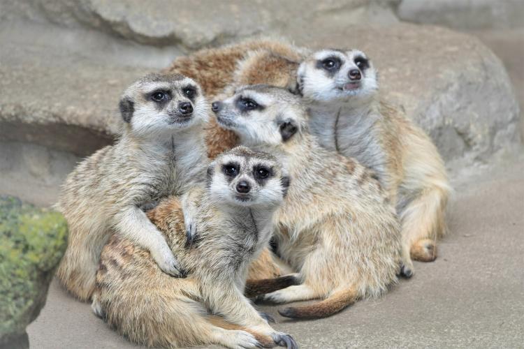 市川市動植物園 ドライブコンサルタント