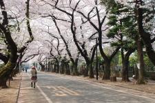谷中霊園
