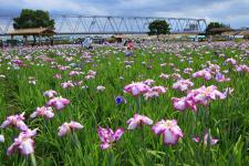 小岩菖蒲園