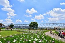 小岩菖蒲園