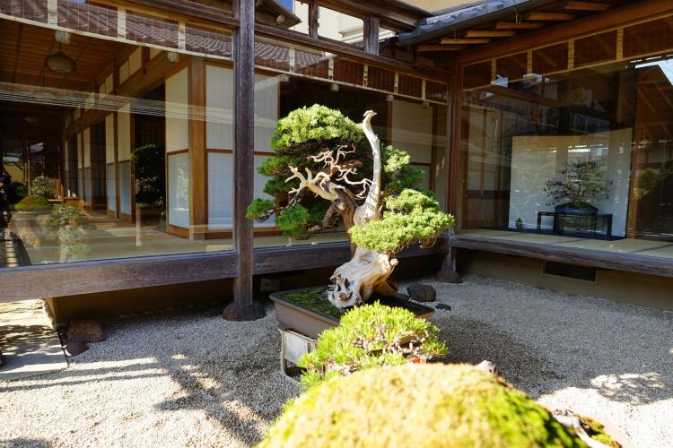 美術館春花BONSAI