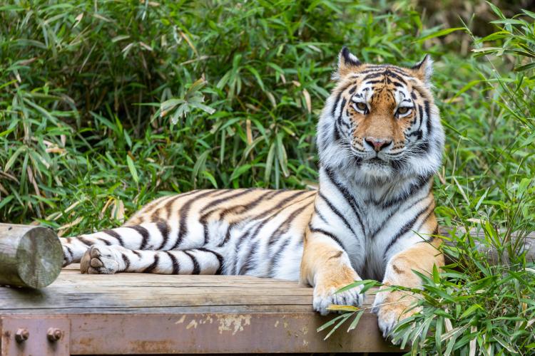 多摩動物公園