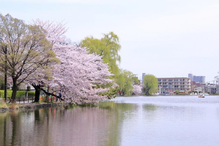 石神井公園