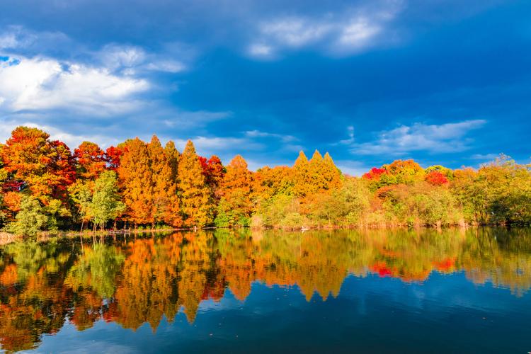 石神井公園