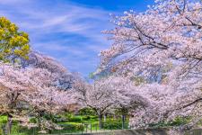 善福寺川緑地