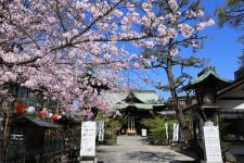 桜神宮