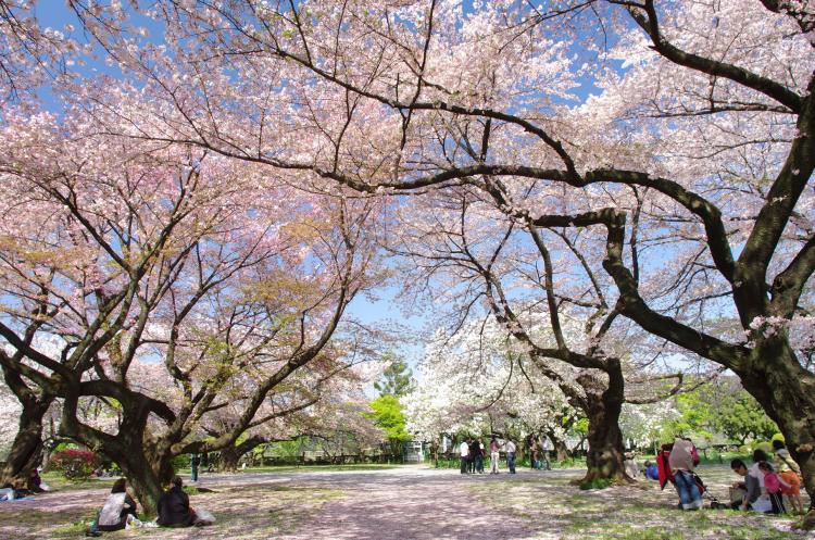 東京大学大学院理学系研究科附属植物園(小石川植物園)