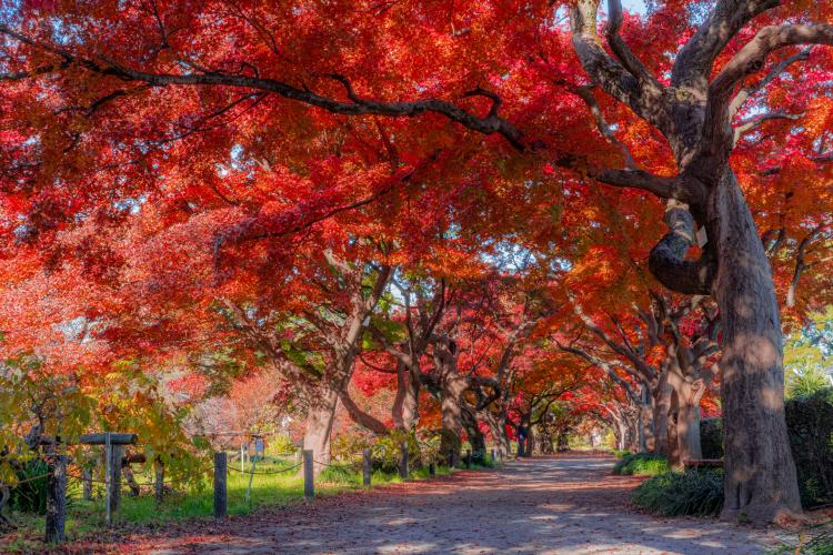 東京大学大学院理学系研究科附属植物園(小石川植物園)