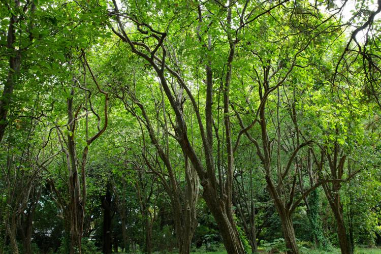 東京大学大学院理学系研究科附属植物園（小石川植物園）