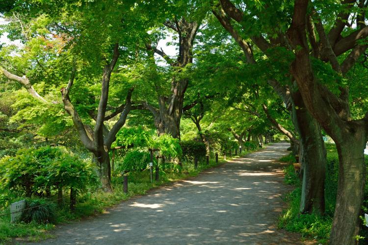 東京大学大学院理学系研究科附属植物園(小石川植物園)