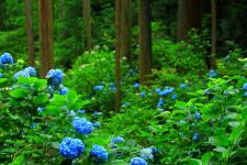 南沢あじさい山