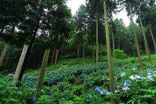 南沢あじさい山