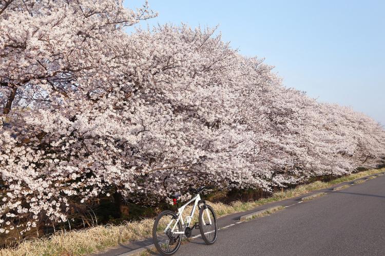 多摩川堤桜並木