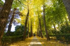 大田黒公園
