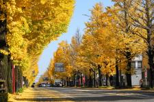 甲州街道イチョウ並木（国道20号）