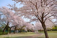 柏の宮公園