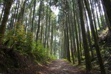 箱根旧東海道石畳