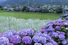開成あじさいの里