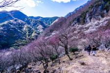 幕山公園（湯河原梅林）