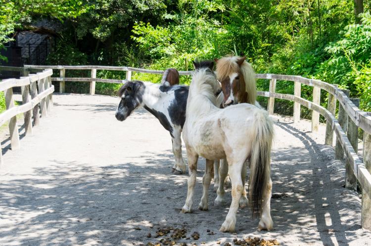 こどもの森わんぱくらんど