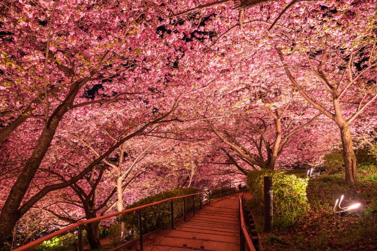 西平畑公園(松田山ハーブガーデン)