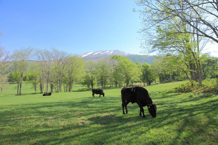 笹ヶ峰牧場 ドライブコンサルタント 笹ヶ峰牧場 ドライブコンサルタント