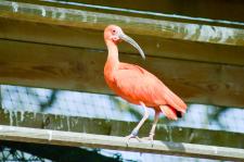 トキの森公園（トキ保護センター）/ 佐渡島