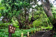 石名天然杉（佐渡島）