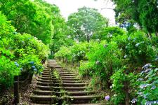 護摩堂山あじさい園