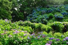 護摩堂山あじさい園