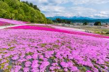 魚沼芝桜