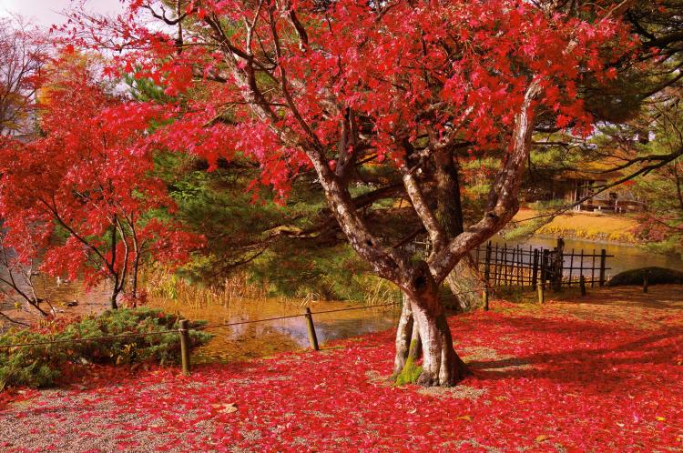 五十公野御茶屋(奉先堂公園)